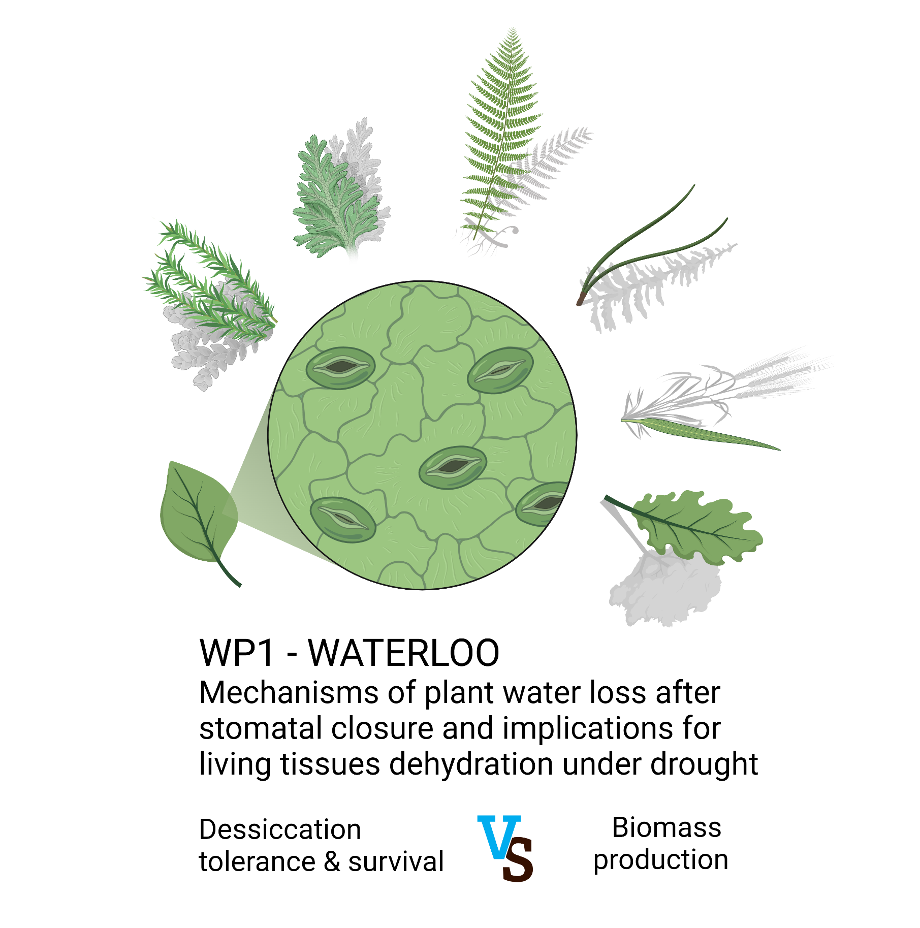 1 - WP1 Waterloo_Logo.png