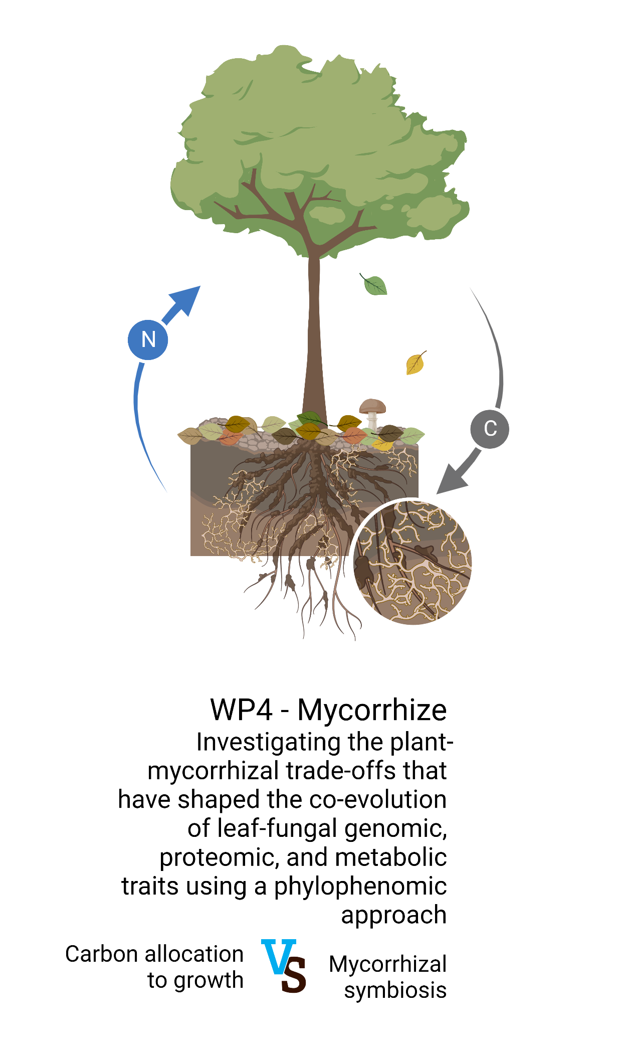 1 - WP4 - Mycorrhize_logo.png