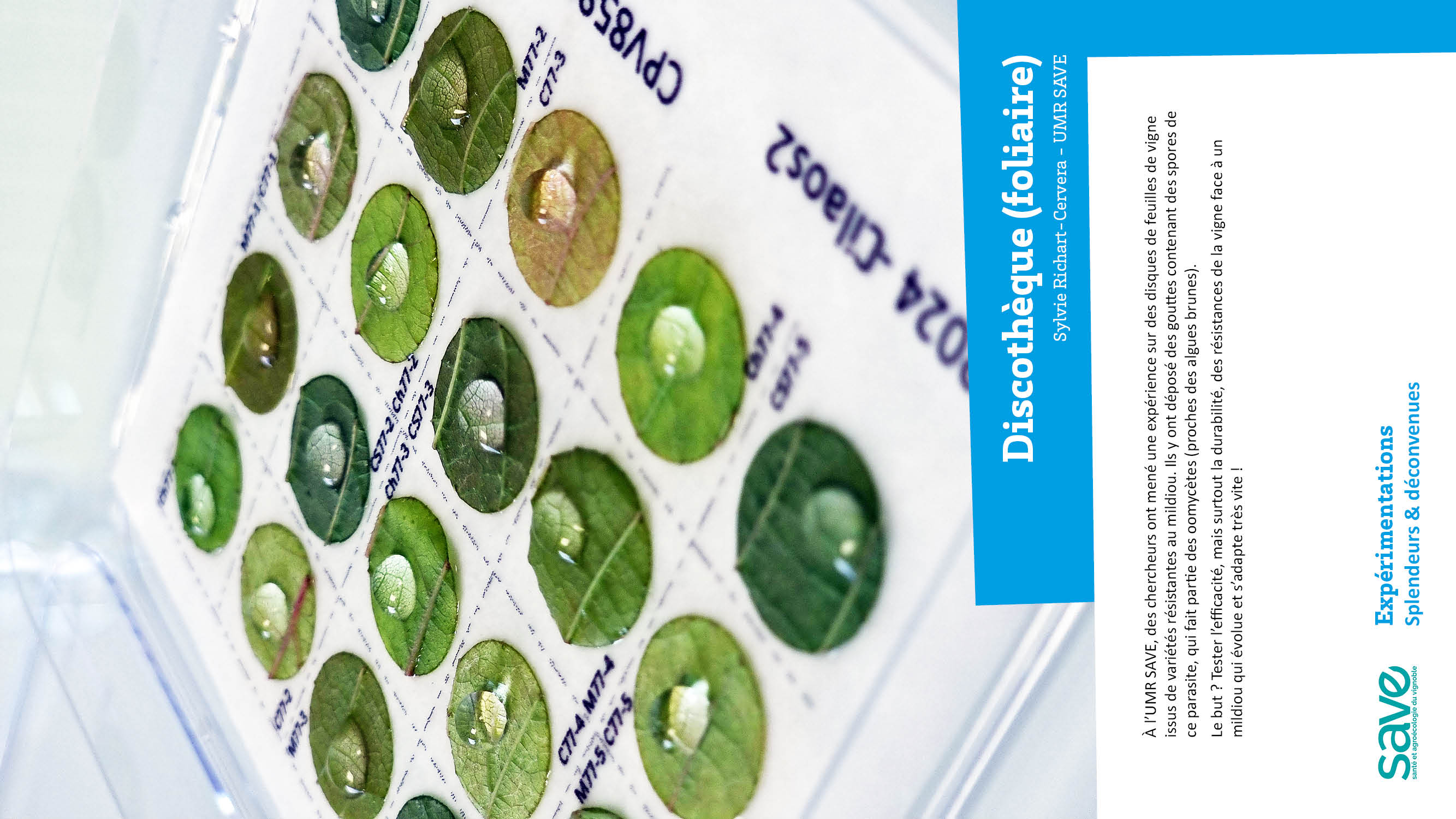 Expérimentation Splendeurs et deconvenues19.jpg