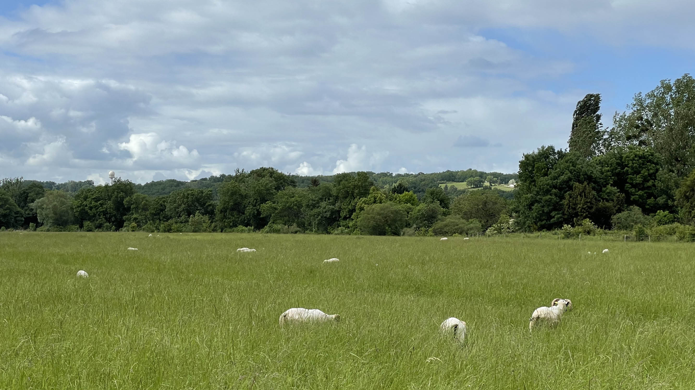 Prairie alluviale de l'île de Raymond © Soizig le Stradic/INRAE