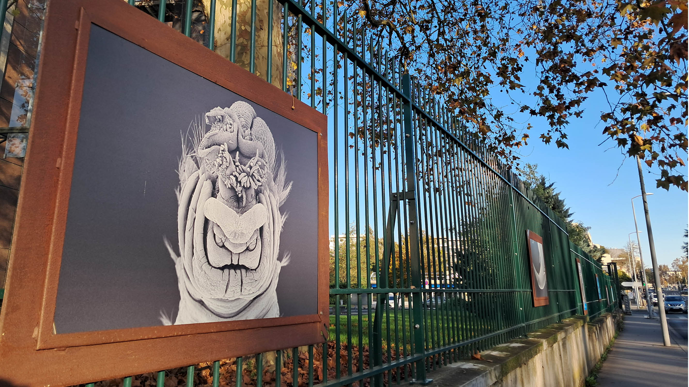 Terebellides lilasae, Nicolas Lavesque, sur les grilles de l'université de Bordeaux.