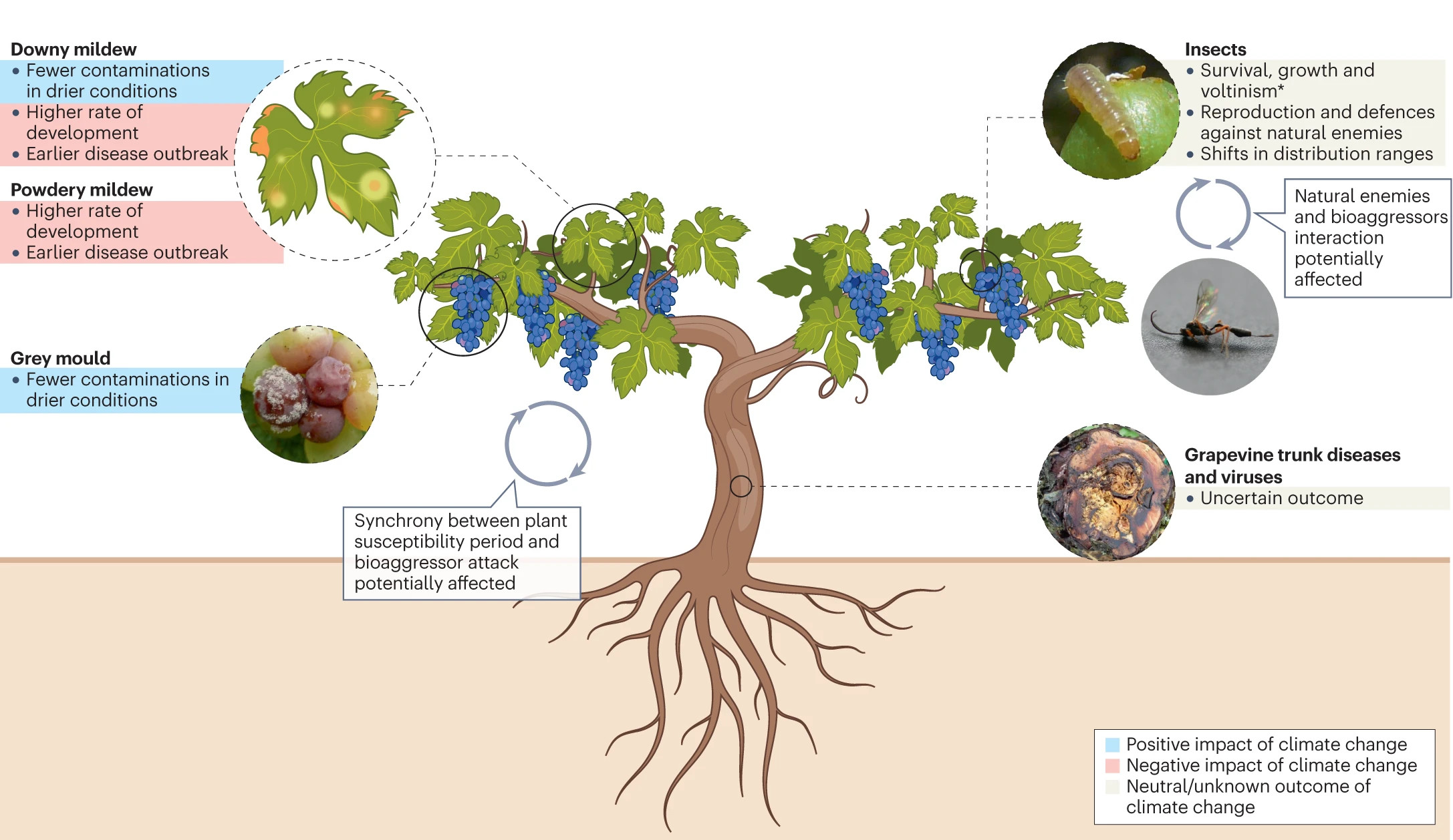 Positives and negatives impact of climate change on viticulture.jpg