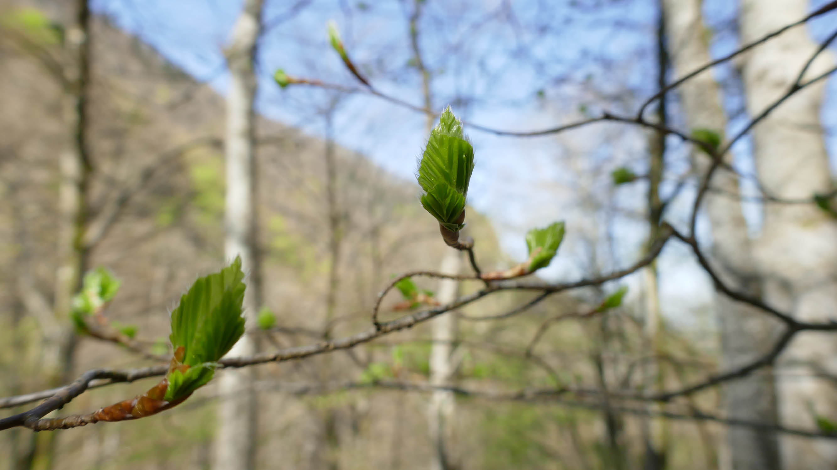 Hêtre commun (Fagus sylvatica) © Alexandre Reteau