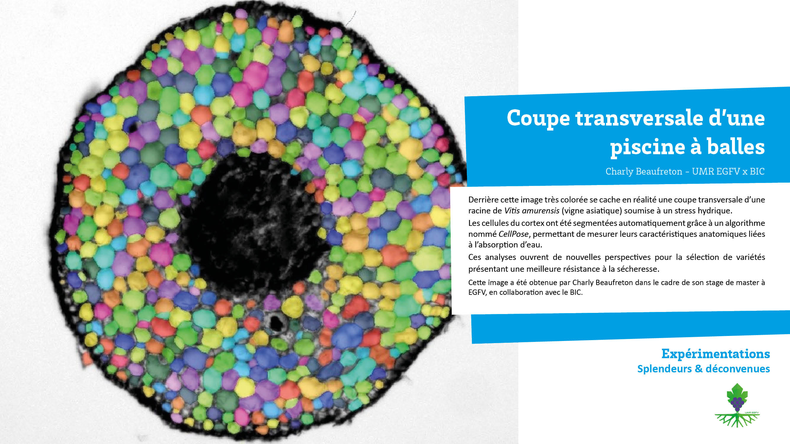Expérimentation Splendeurs et deconvenues5.jpg