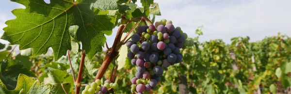 Bordeaux Plant Sciences