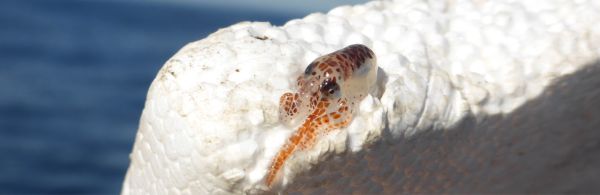 AAP et opportunités en cours