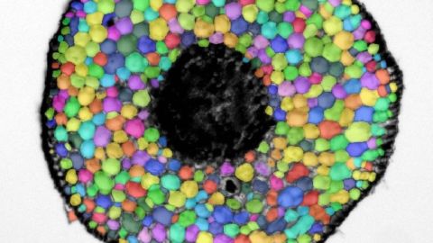 Coupe transversale d'une piscine à balles © Charly Beaufreton/UMR EGFV x BIC