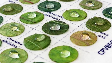 Discothèque (foliaire) © Sylvie Richart-Cervera/UMR SAVE