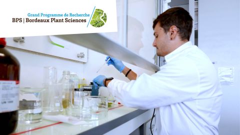 Stress thermique et pourriture grise - Entretien avec Erwan Chavonet
