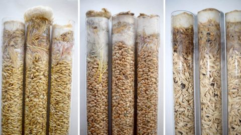 Faire germer des idées © Jean-Michel Savoie/UR MycSA