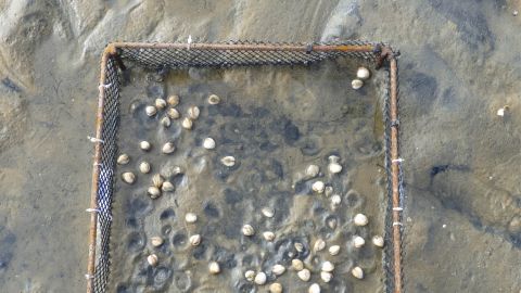 Hitch-coques Les oiseaux © Equipe de la station marine d'Arcachon/UMR EPOC