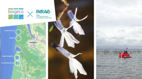 Isolées comme jamais : les plantes aquatiques des lacs du littoral aquitain