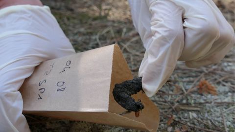 Récolte d'échantillons © Soizig Le Stradic et al./UMR BIOGECO & UMR ISPA