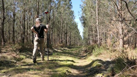 Forêt de Gironde © Soizig Le Stradic et al./UMR BIOGECO & UMR ISPA
