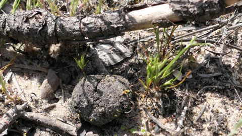 Germination sur fécès de mammifère © Soizig Le Stradic et al./UMR BIOGECO & UMR ISPA
