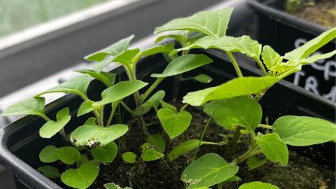 Germination en laboratoire © Soizig Le Stradic et al./UMR BIOGECO & UMR ISPA