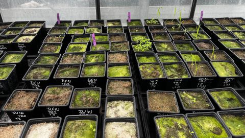 Germination en laboratoire Récolte d'échantillons © Soizig Le Stradic et al./UMR BIOGECO & UMR ISPA