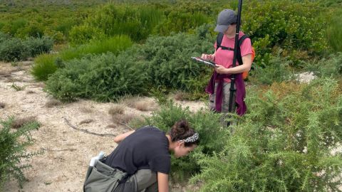 Récolte d'échantillons © Soizig Le Stradic et al./UMR BIOGECO & UMR ISPA