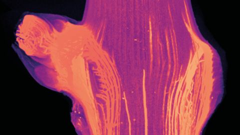 La greffe au bois dormant © Sarah Cookson et Johanna Dubos/UMR EGFV