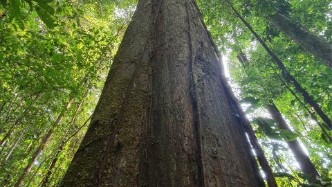 L’ADN des mahots en débat © Niklas Tysklind/UMR EcoFoG et Maurane Rakotoarisoa/UMR BioGeCo
