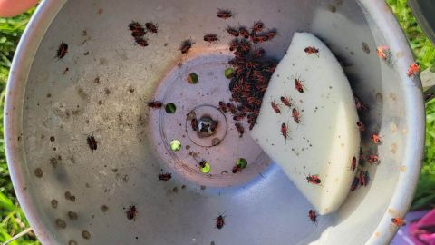 L’invasion des soucoupes  ̶v̶o̶l̶a̶n̶t̶e̶s̶  © Louise Sussat, Lola Danieau, Johanna Rivas, Nathalie Tapie/UMR EPOC