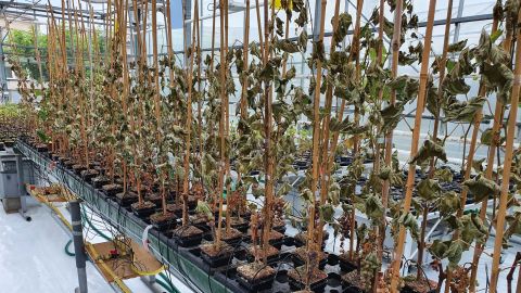 Perte sèche dans les serres © Erwan Chavonet/UMR LBM