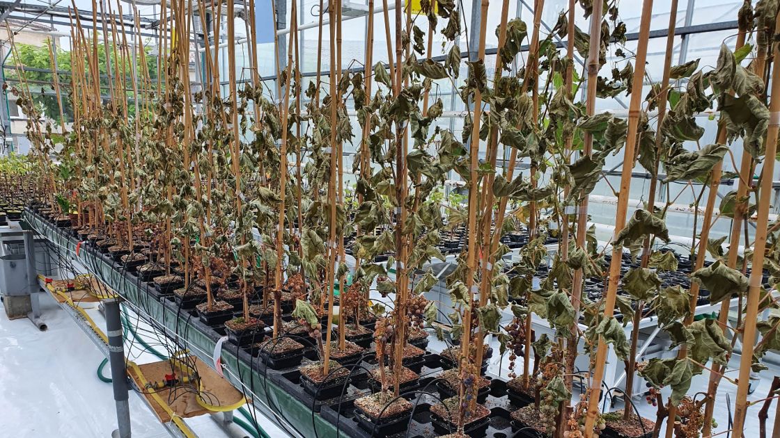 Perte sèche dans les serres :: Département Sciences environnement