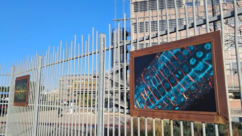 La microscopie s'expose sur les grilles du campus de Talence de l'université de Bordeaux, ici au niveau de l'arrêt de Tramway Béthanie