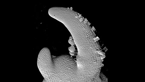 Reconstruction 3D d’un méristème apical de tomate (Solanum lycopersicum) © Norbert Bollier/UMR BFP