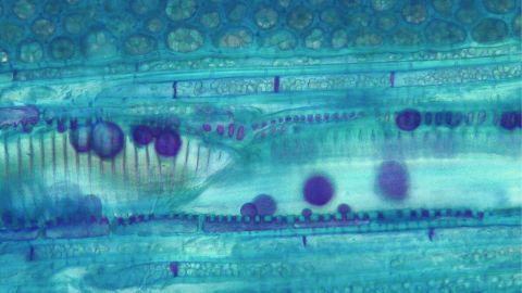 Formation d’une occlusion vasculaire du xylème chez la vigne (Vitis vinifera) après taille hivernale © Marilou Camboué/UMR EGFV