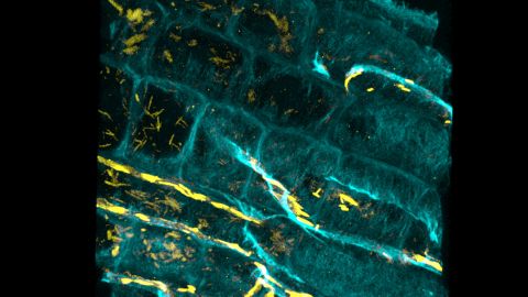 Racine d’Arabette des Dames (Arabidopsis thaliana), microscopie d'expansion © Magali Grison/UMR LBM