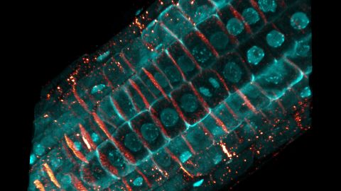 Racine d’Arabette des Dames (Arabidopsis thaliana),  plasmodesmes et communication intercellulaire © Magali Grison/UMR LBM