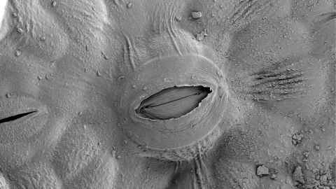 Stomate de feuille de vigne (Vitis vinifera) au microscope électronique © Soizic Lacampagne, thèse de Manuela Brando/UMR Œno