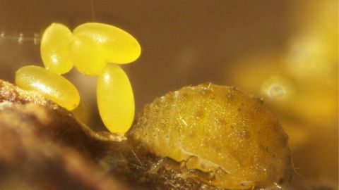 Intérieur d’une galle foliaire produite par le phylloxéra de la vigne (Daktulosphaira vitifoliae), adulte aptère et œufs © Mélissa Anne/UMR SAVE