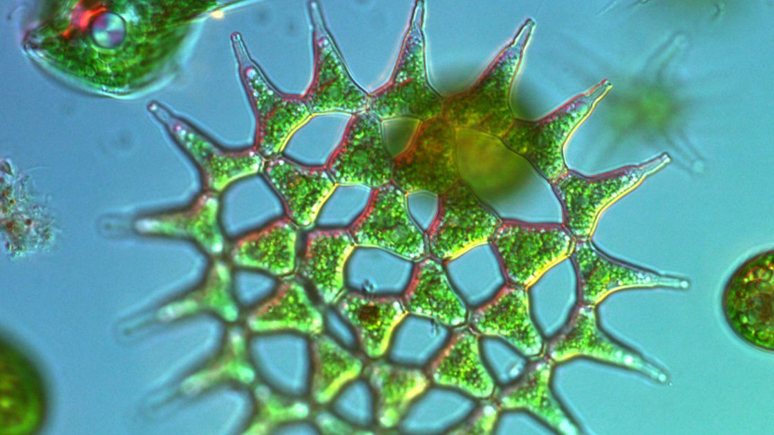 Monactinus simplex, plancton de lac Aquitain :: Département Sciences ...
