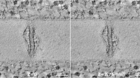 Texte alternatif de l'image